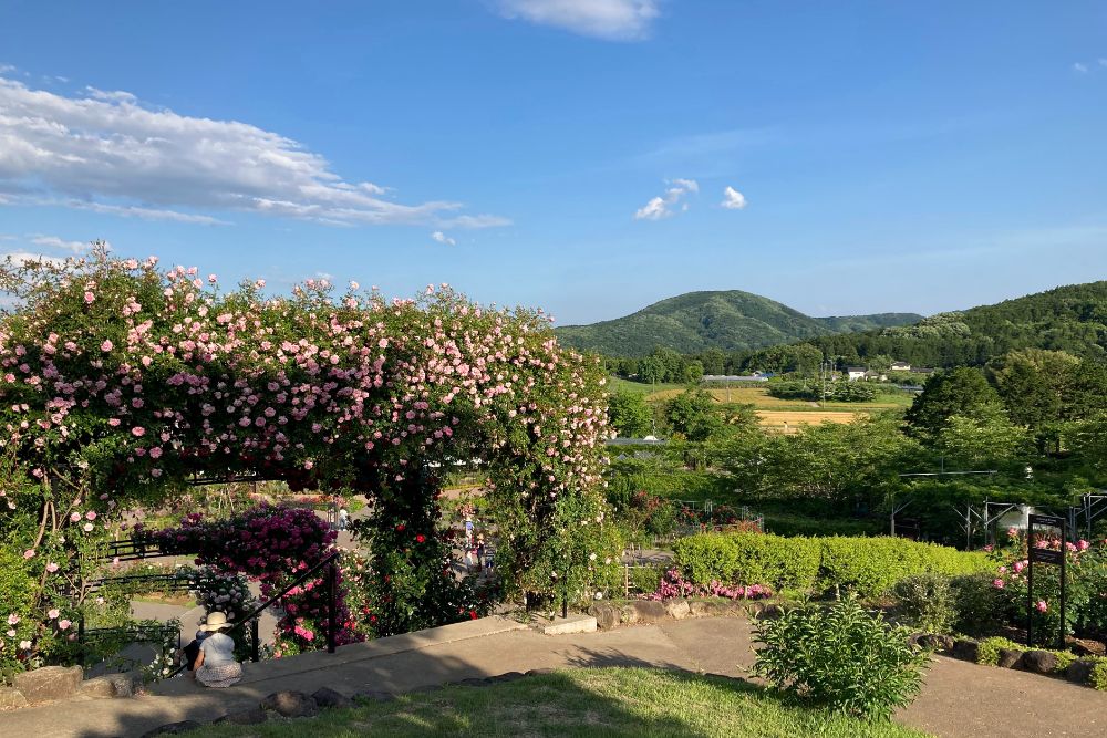 2022/5/28【開花状況】バラの開花状況