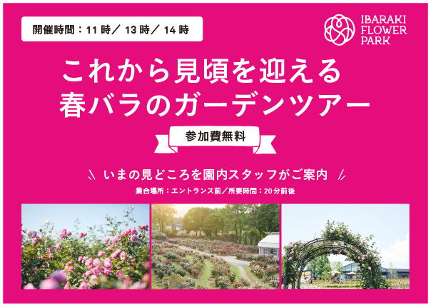 本日より春バラシーズン！これから見頃をむかえる春バラのガーデンツアーを開催