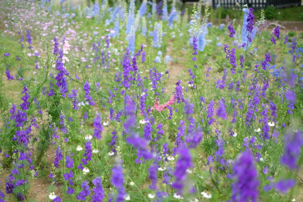 色彩豊かなバラやアジサイ、花々に囲まれた園内でピクニックを