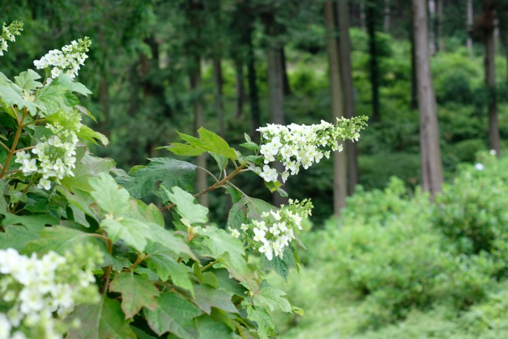 色彩豊かなバラやアジサイ、花々に囲まれた園内でピクニックを