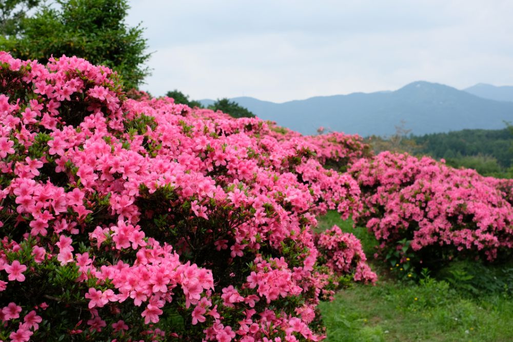 色彩豊かなバラやアジサイ、花々に囲まれた園内でピクニックを