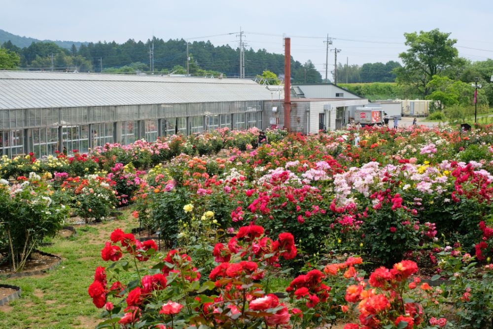 色彩豊かなバラやアジサイ、花々に囲まれた園内でピクニックを