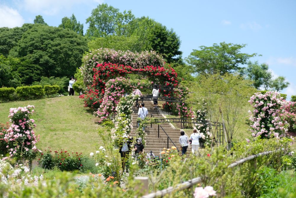 バラのアーチは今だけ！花や自然を楽しむアクティビティ