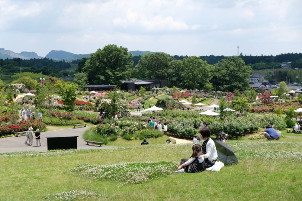 バラのアーチは今だけ！花や自然を楽しむアクティビティ