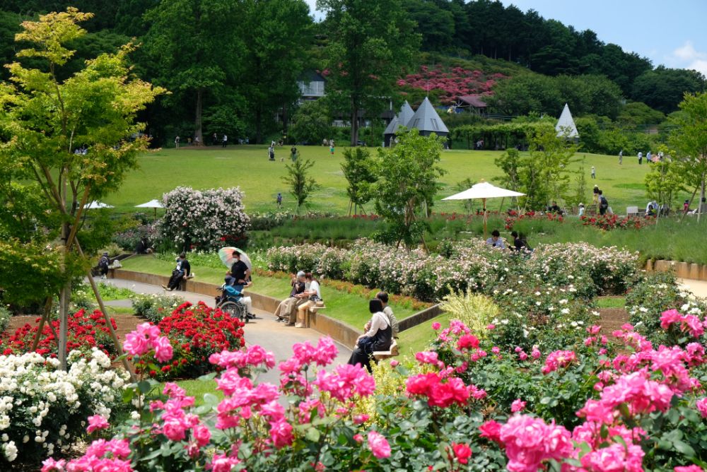 バラのアーチは今だけ！花や自然を楽しむアクティビティ