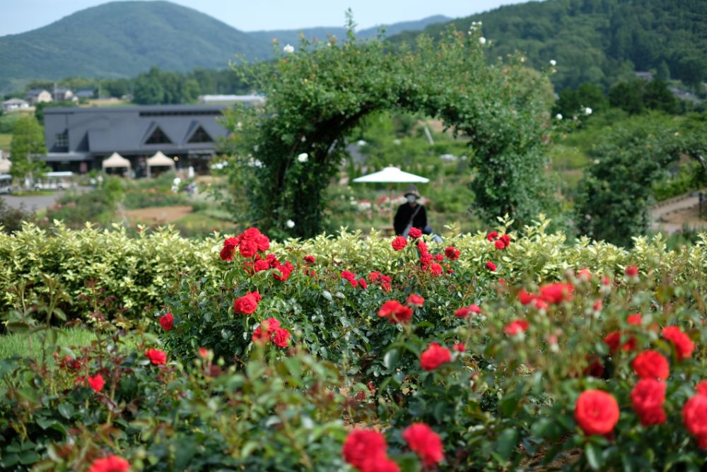 幸せを運んでくれるツバメ。風にそよぐラベンダー