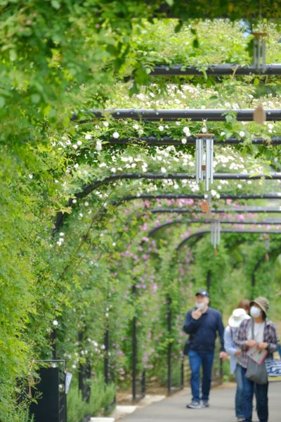 空、花、植物たちのコントラストが美しい園内