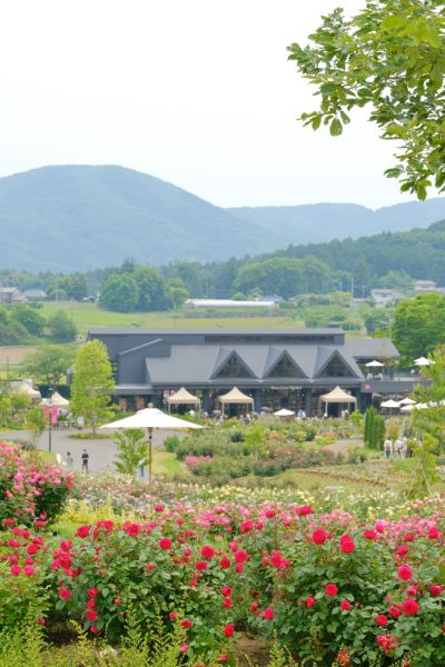 空、花、植物たちのコントラストが美しい園内