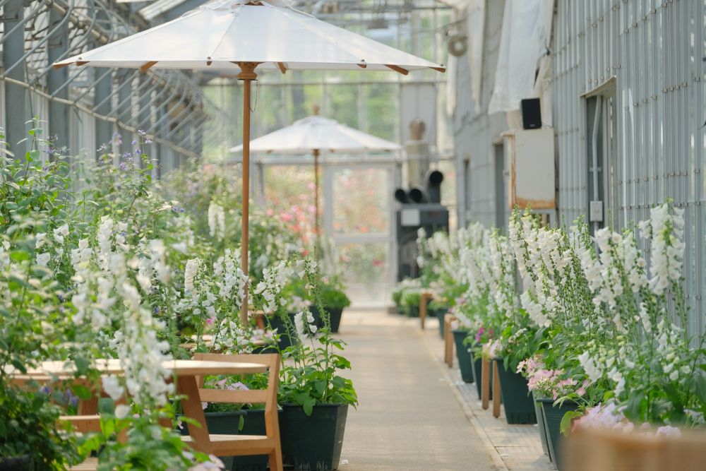 バラのアーチは今だけ！花や自然を楽しむアクティビティ