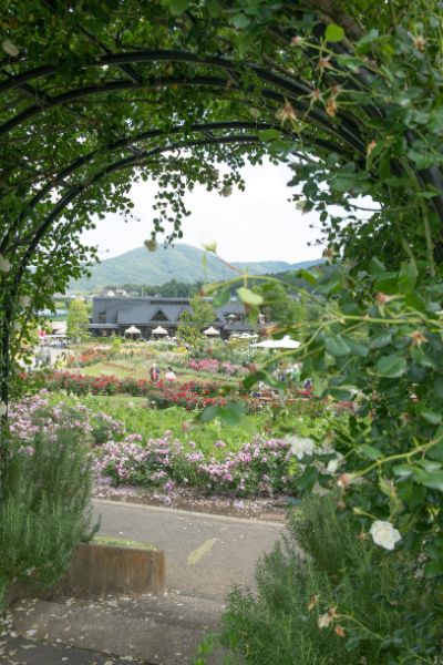 空、花、植物たちのコントラストが美しい園内