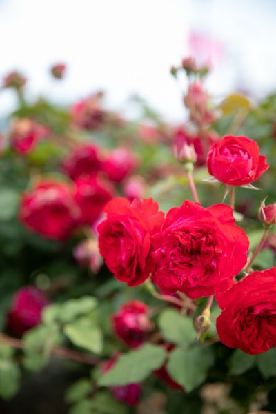 空、花、植物たちのコントラストが美しい園内