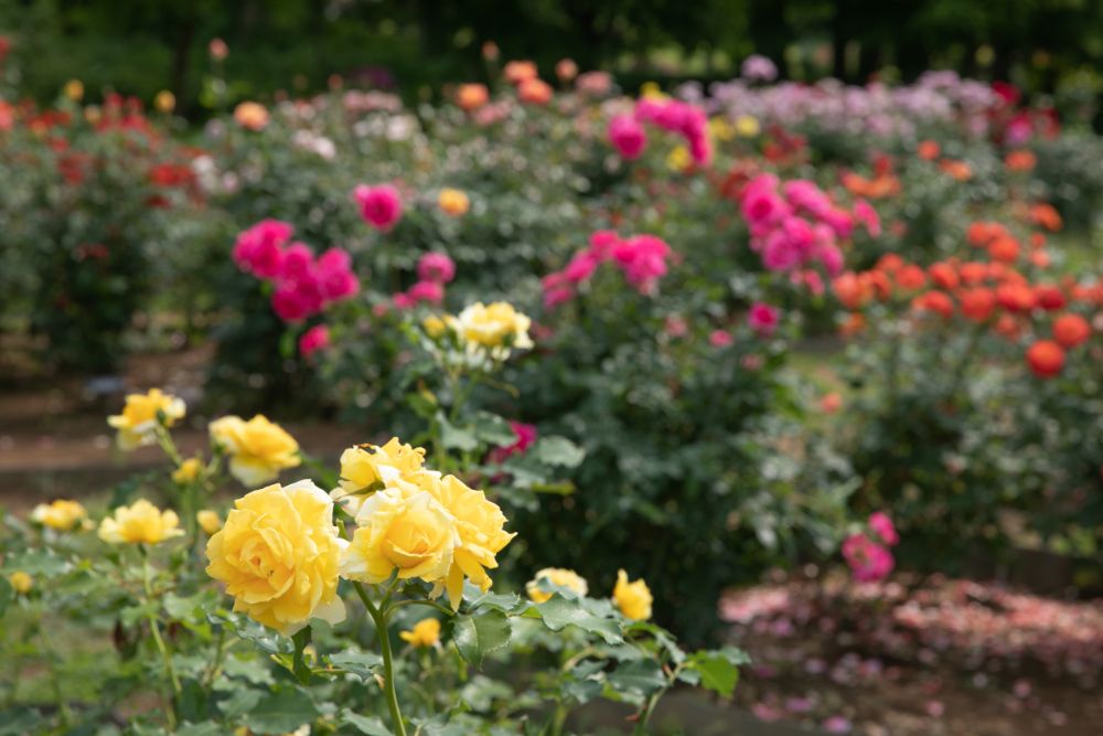 父の日にリラックスした時間とお花の贈り物を