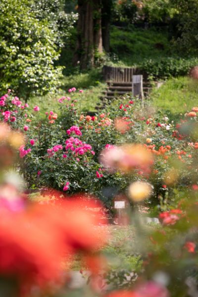 空、花、植物たちのコントラストが美しい園内