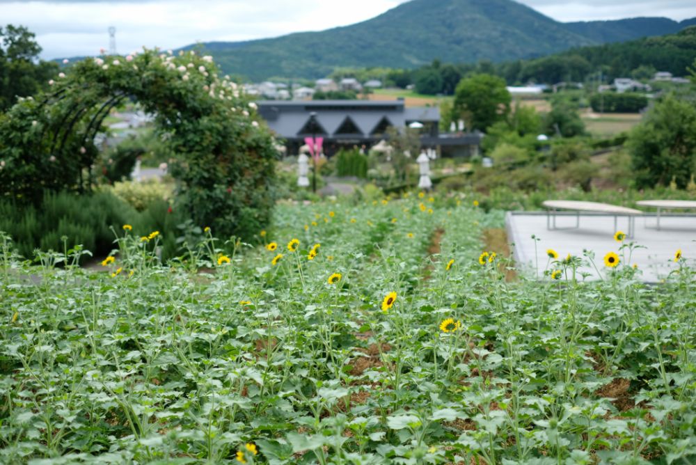 2022/7/6【開花状況】ヤマユリ、アジサイ、ヒマワリ。森に漂う優雅な芳香