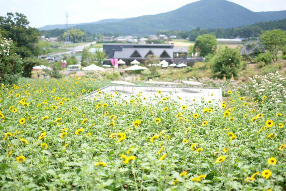 2022/7/11【開花状況】ヤマユリ、アジサイ、ヒマワリ、ダリア