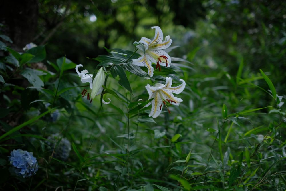 2022/7/11【開花状況】ヤマユリ、アジサイ、ヒマワリ、ダリア