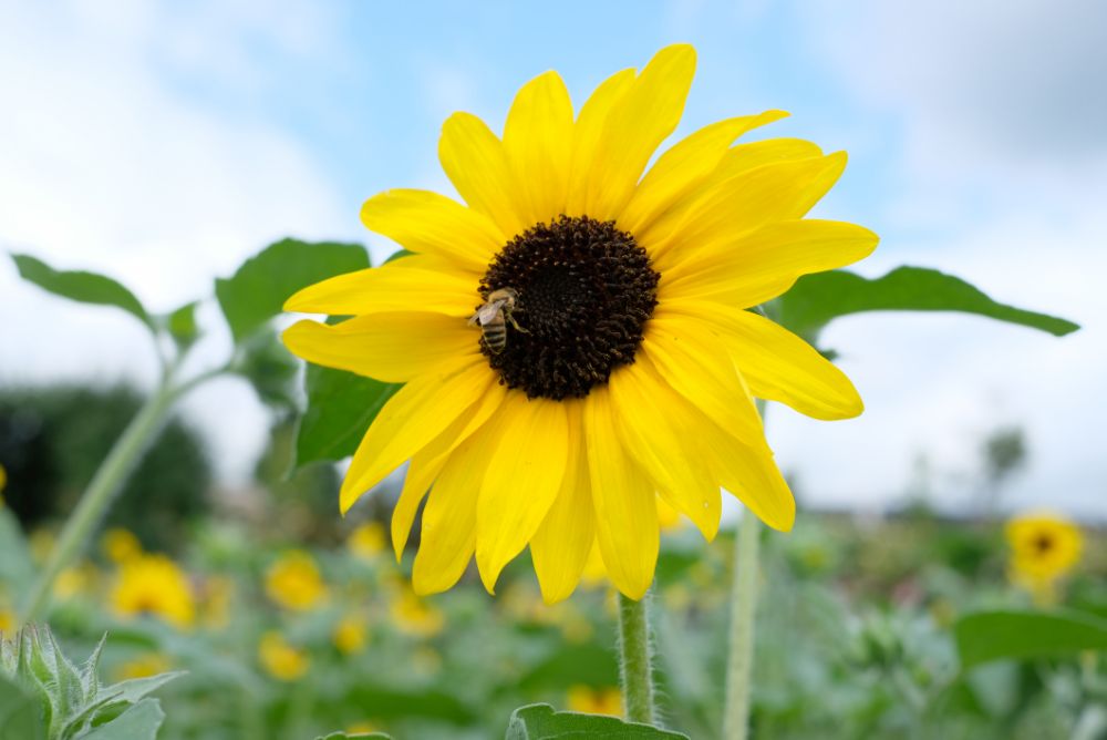 お得なサマーハッピーバッグを販売中！花摘みや花すくいなど開催中