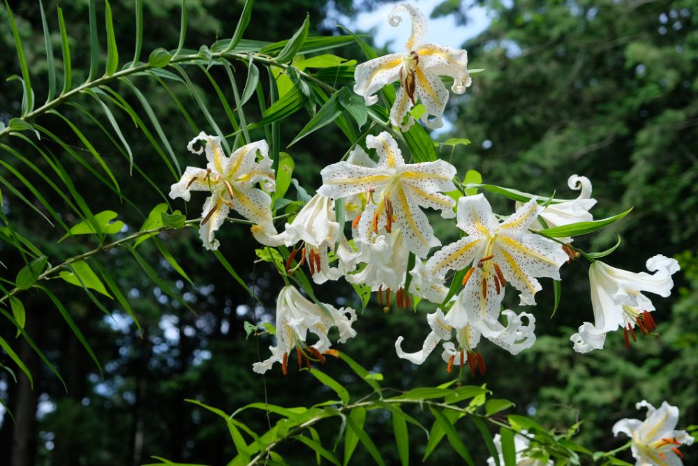 夏の冷たいスイーツ！ヤマユリやレンゲショウマ咲く森