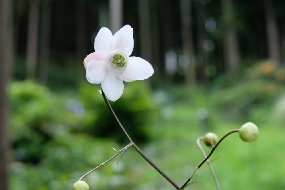 夏の冷たいスイーツ！ヤマユリやレンゲショウマ咲く森