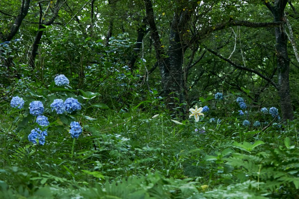 2022/7/6【開花状況】ヤマユリ、アジサイ、ヒマワリ。森に漂う優雅な芳香