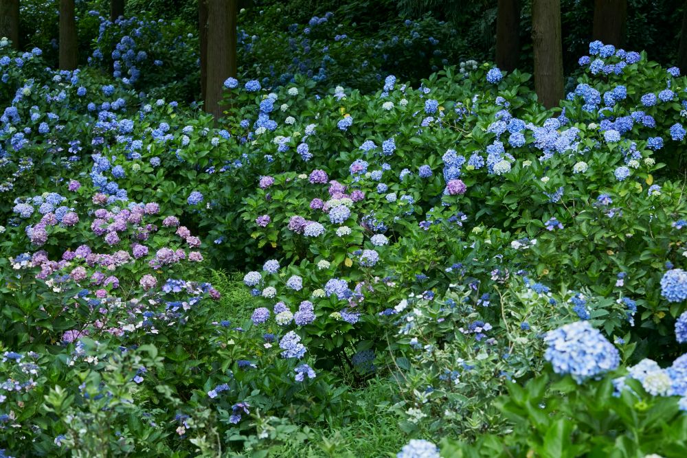 2022/7/6【開花状況】ヤマユリ、アジサイ、ヒマワリ。森に漂う優雅な芳香