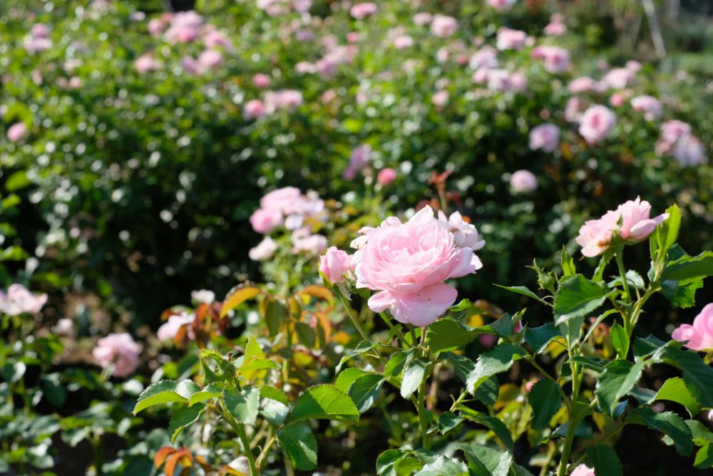 期間限定！バラの花摘みアクティビティ開催中