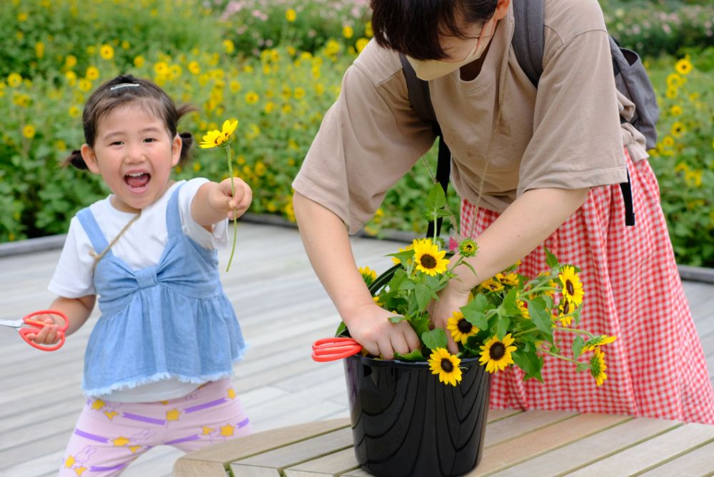 ヒマワリシーズン終了！バケツの花摘み放題イベント開催