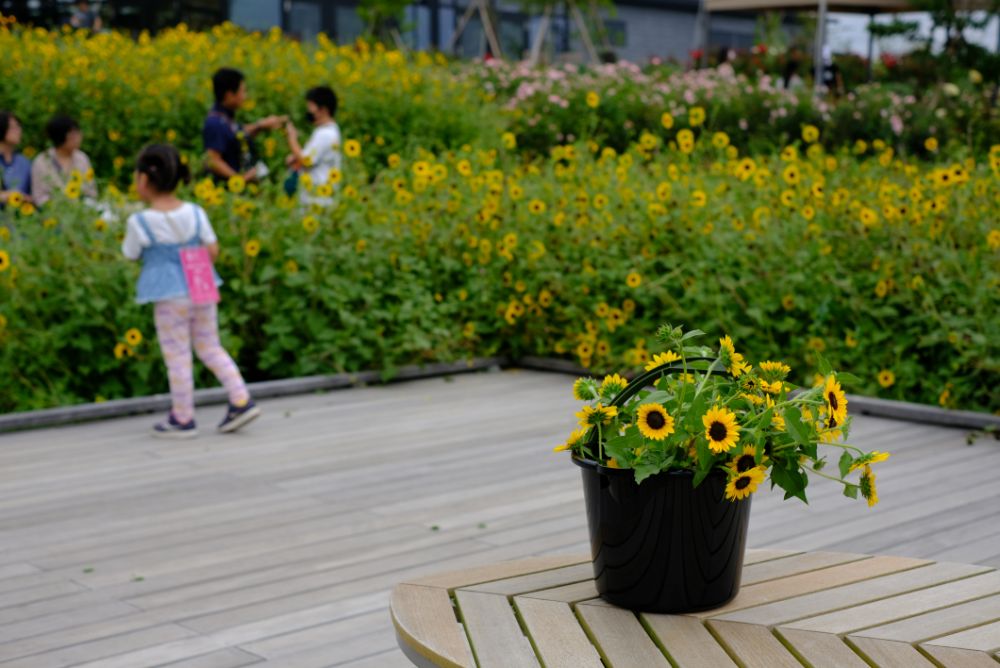 ヒマワリシーズン終了！バケツの花摘み放題イベント開催