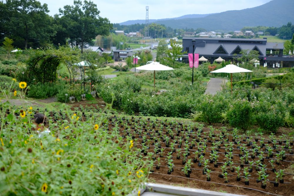 ヒマワリシーズン終了！バケツの花摘み放題イベント開催