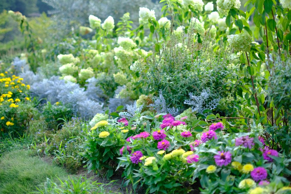 期間限定！バラの花摘みアクティビティ開催中