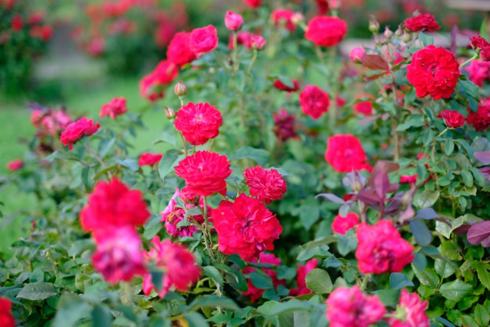 期間限定！バラの花摘みアクティビティ開催中