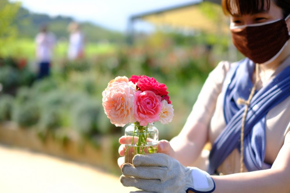 期間限定！バラの花摘みアクティビティ開催中