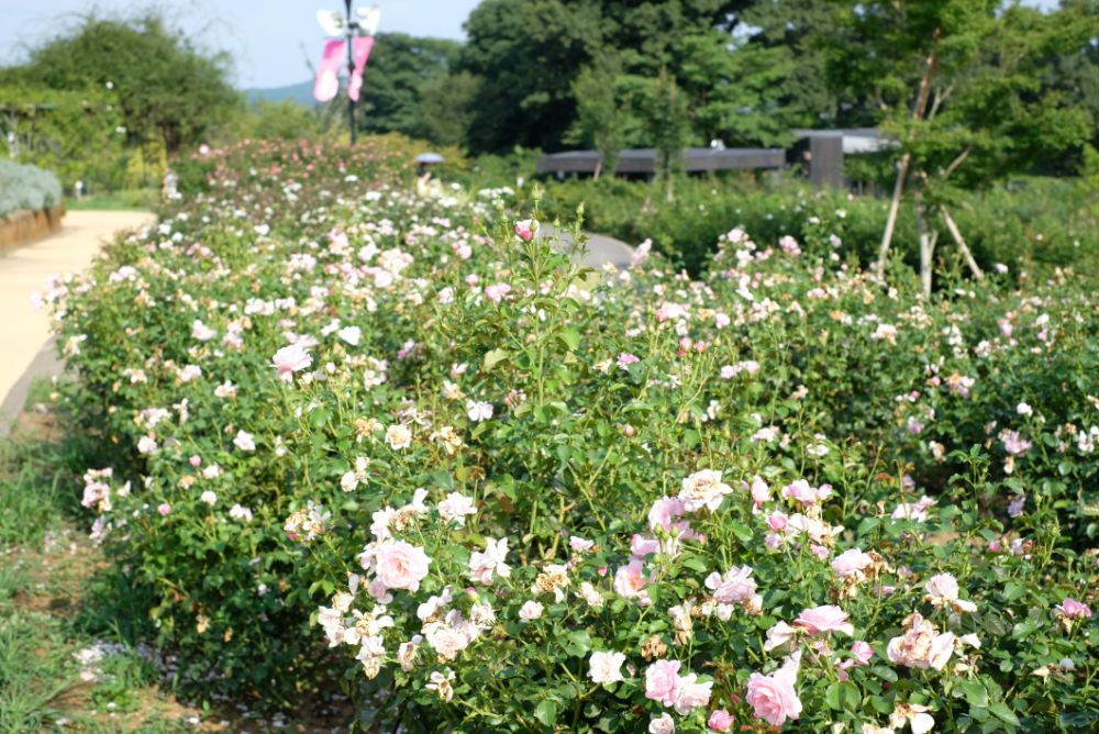 期間限定！バラの花摘みアクティビティ開催中