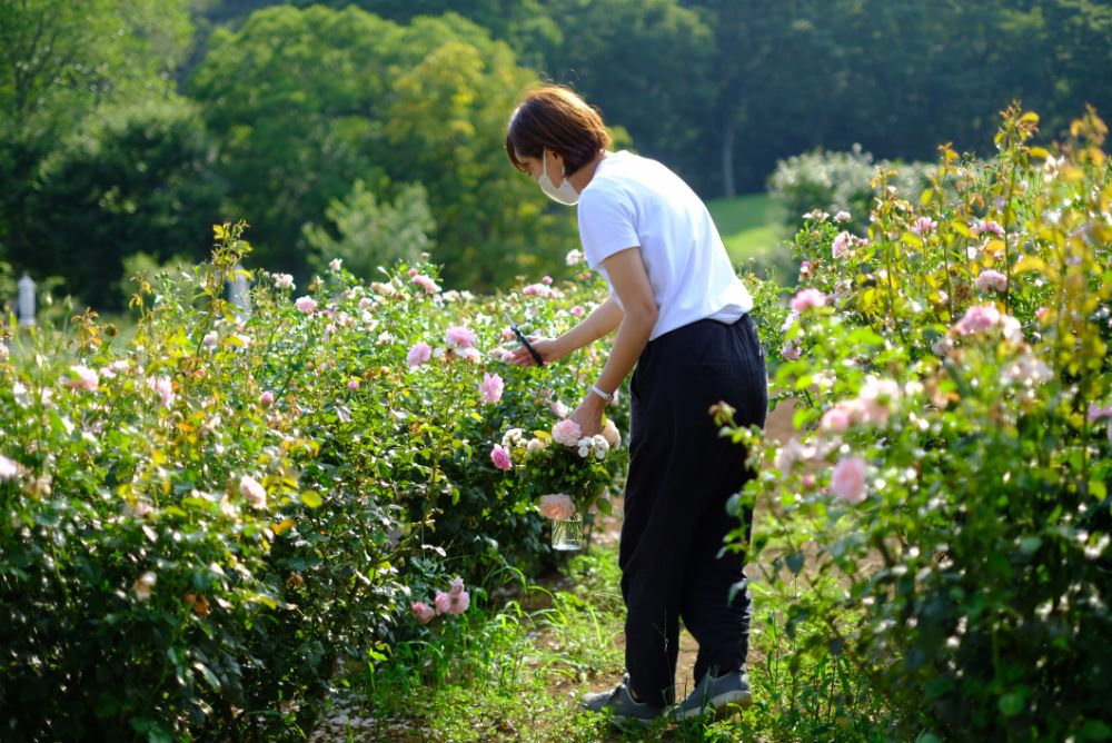 期間限定！バラの花摘みアクティビティ開催中