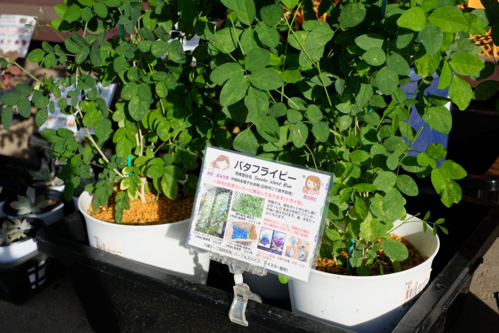 8月31日は野菜の日！野菜をおいしく食べよう！