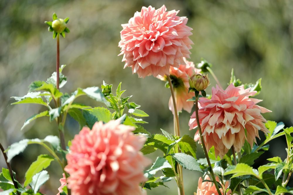 敬老の日は65歳以上入園無料！色鮮やかな草花が咲く園内