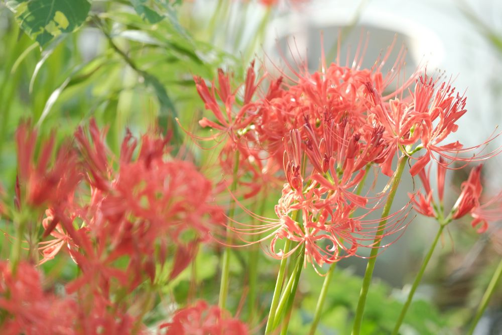 敬老の日は65歳以上入園無料！色鮮やかな草花が咲く園内