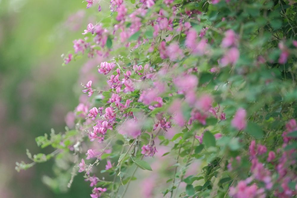 敬老の日は65歳以上入園無料！色鮮やかな草花が咲く園内