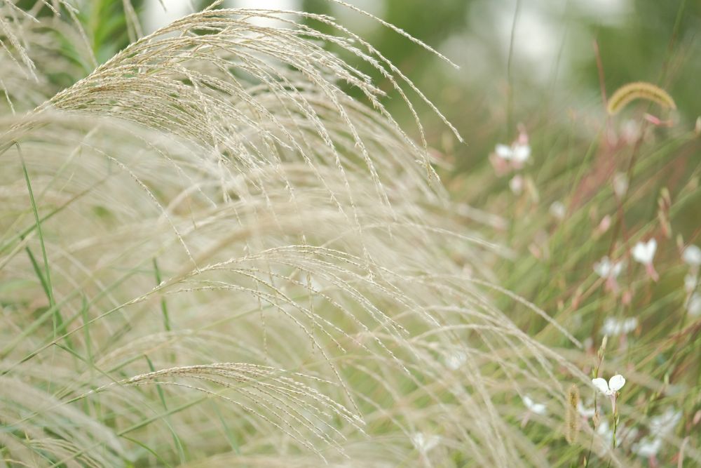 2022/9/24【開花状況】赤と白の曼殊沙華！見頃のダリア花すくいも開催中