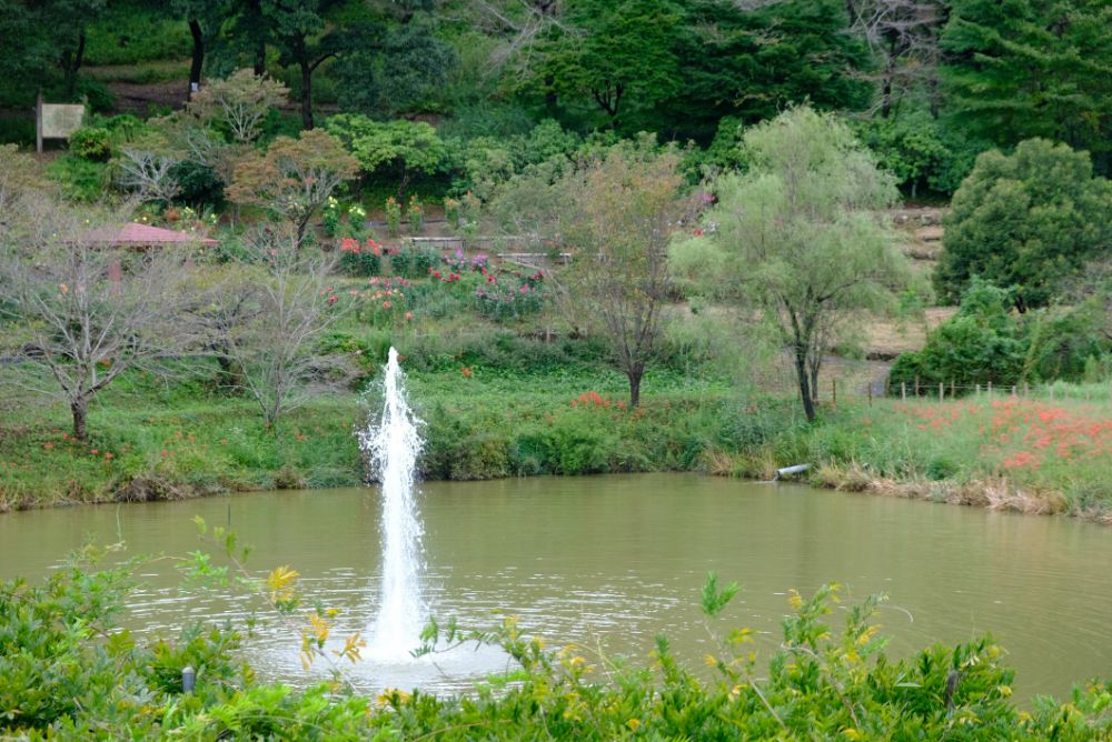2022/9/24【開花状況】赤と白の曼殊沙華！見頃のダリア花すくいも開催中