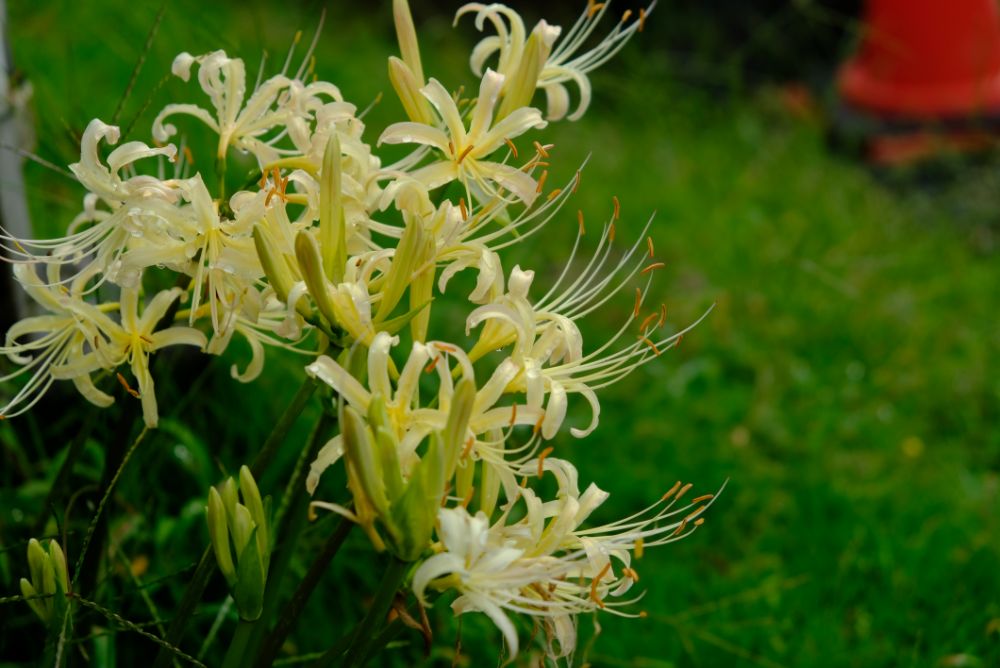 2022/9/24【開花状況】赤と白の曼殊沙華！見頃のダリア花すくいも開催中