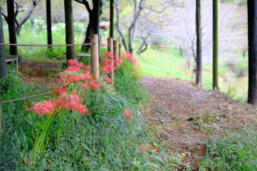 2022/9/24【開花状況】赤と白の曼殊沙華！見頃のダリア花すくいも開催中