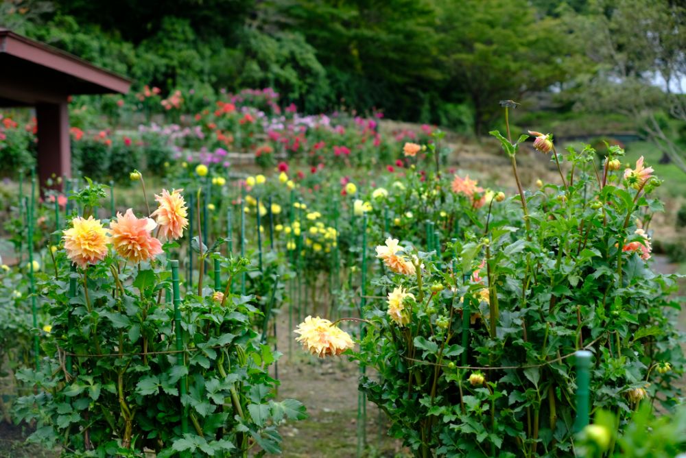 2022/9/24【開花状況】赤と白の曼殊沙華！見頃のダリア花すくいも開催中
