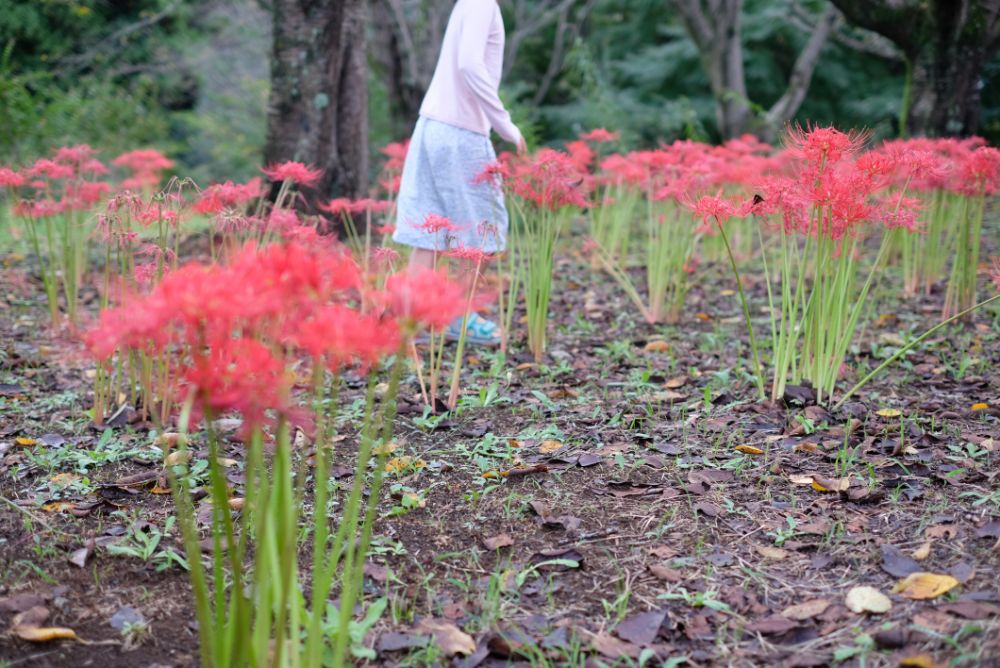 快晴の園内！花摘みや竹など自然を使った様々なアクティビティ