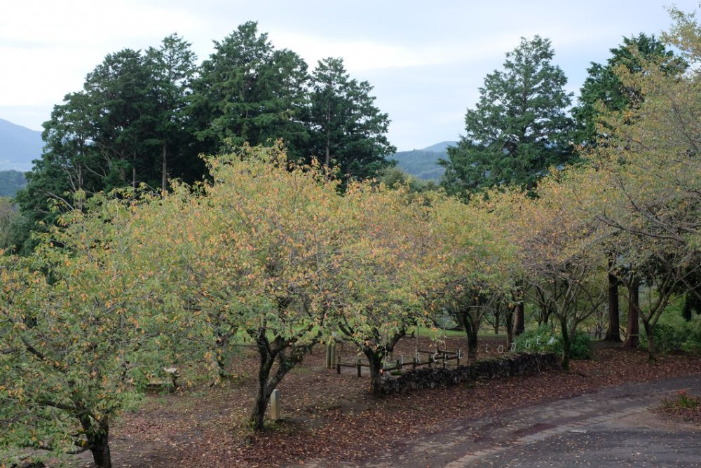 快晴の園内！花摘みや竹など自然を使った様々なアクティビティ