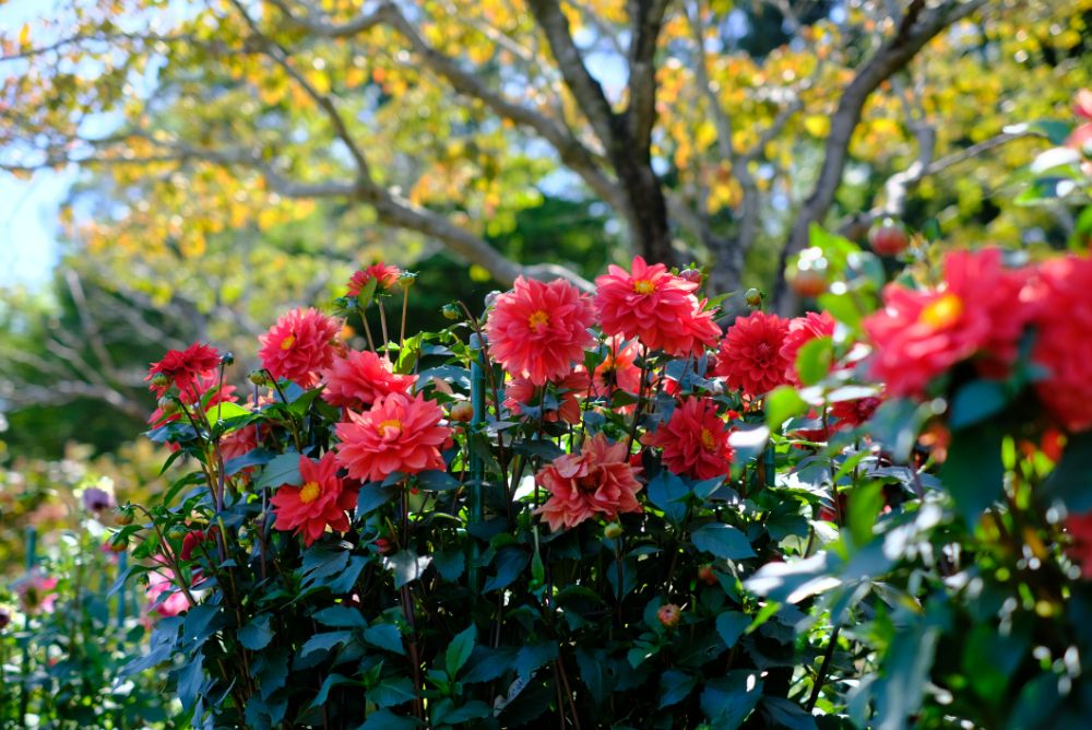 快晴の園内！花摘みや竹など自然を使った様々なアクティビティ