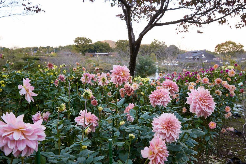 2022/10/22【開花状況】今週末美しさがピークを迎える満開のダリア