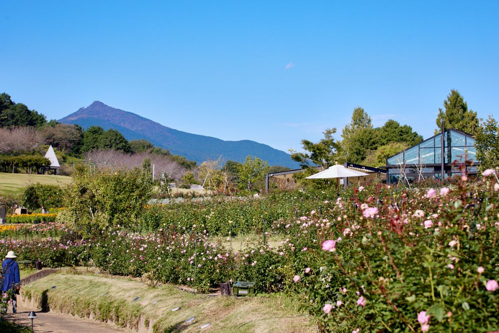 2022/10/26【開花状況】秋晴れに咲き誇るバラ