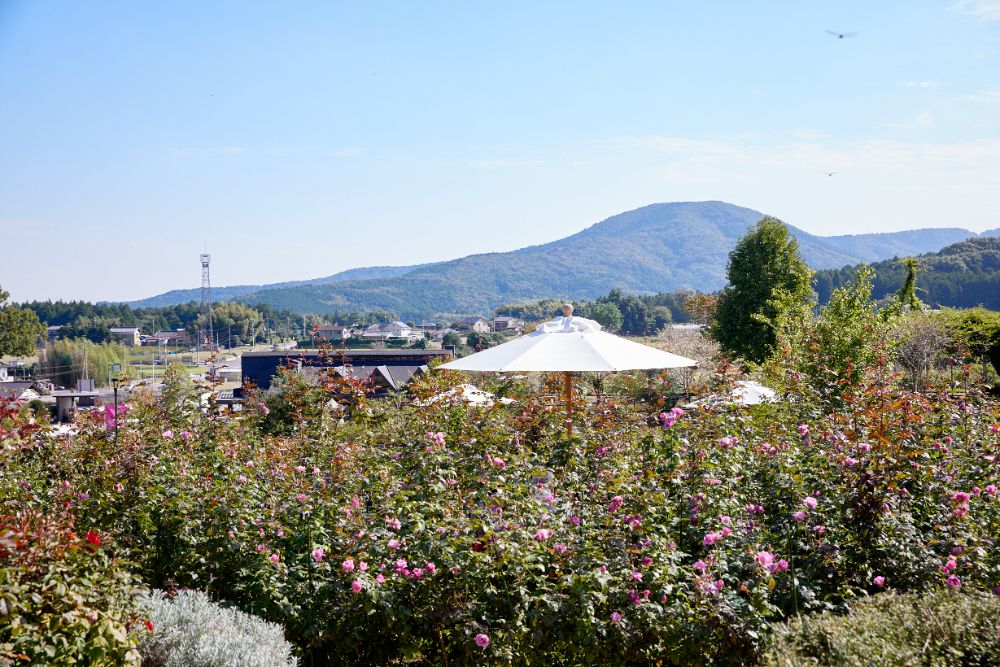 2022/10/26【開花状況】秋晴れに咲き誇るバラ