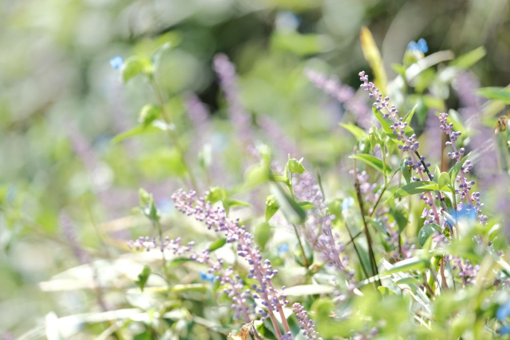 2022/10/9【開花状況】見頃の秋バラ！十月桜とダリア。秋を感じる園内